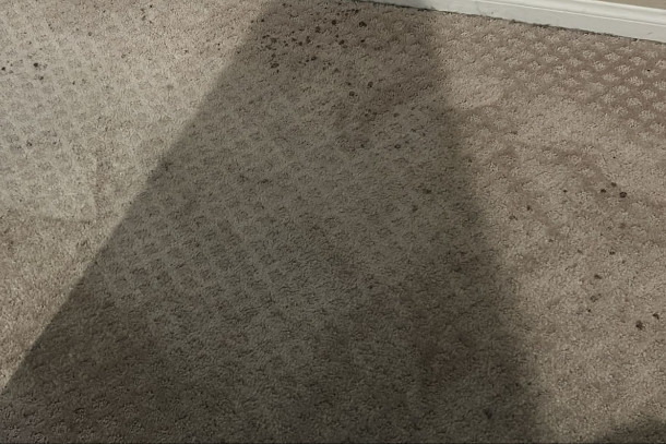 Magic Weave Care Magic Weave Care Carpet 2